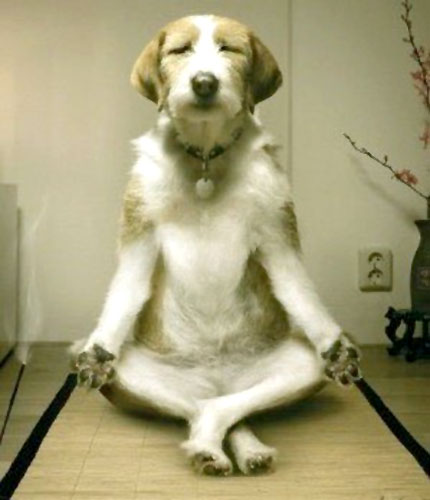 Zen_master_dog